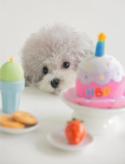 Pet Happy Birthday Hat - happyandpolly